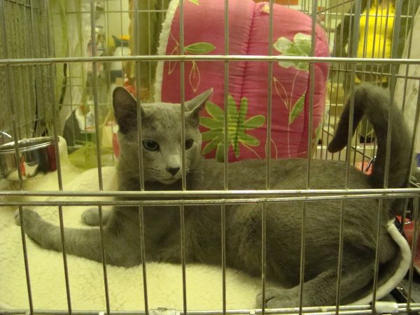 Albastra de Rusia la Expo